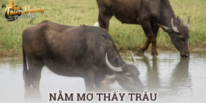 nằm mơ thấy trâu